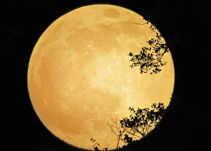 full yellow moon by leonid tishkov_2