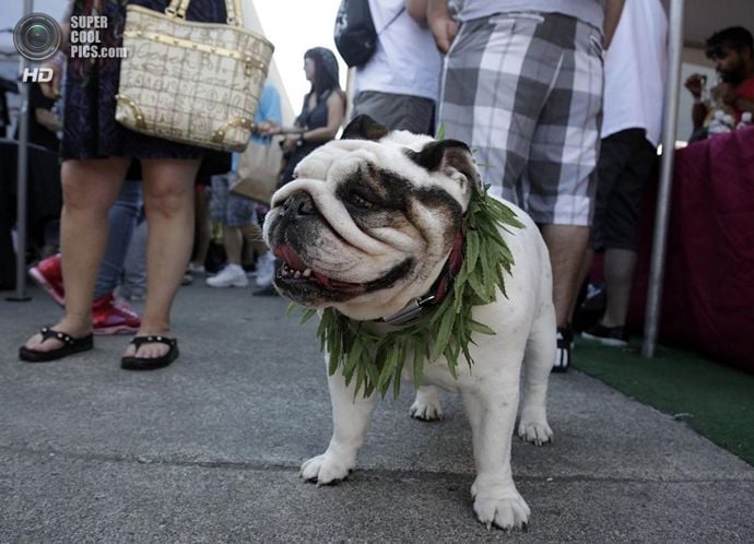 An English Bulldog wears a marijuana-leaf lei at the High Times U.S. Cannabis Cup in Seattle
