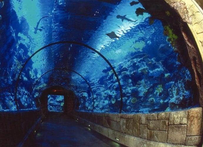 Mandalay-Bay-Shark-Reef-Aquarium-Tunnel